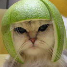 Uživatelský avatar